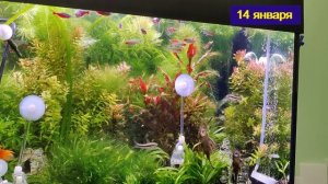 Дневник моего аквариума 22 января 2022