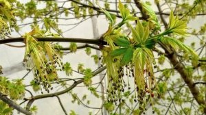 Ясень. Ash Tree