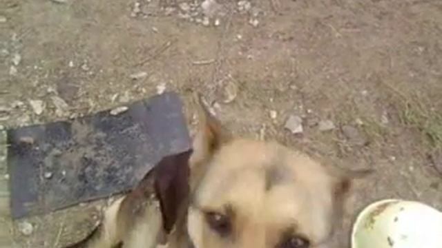 Черепаха и собака! смотреть онлайн