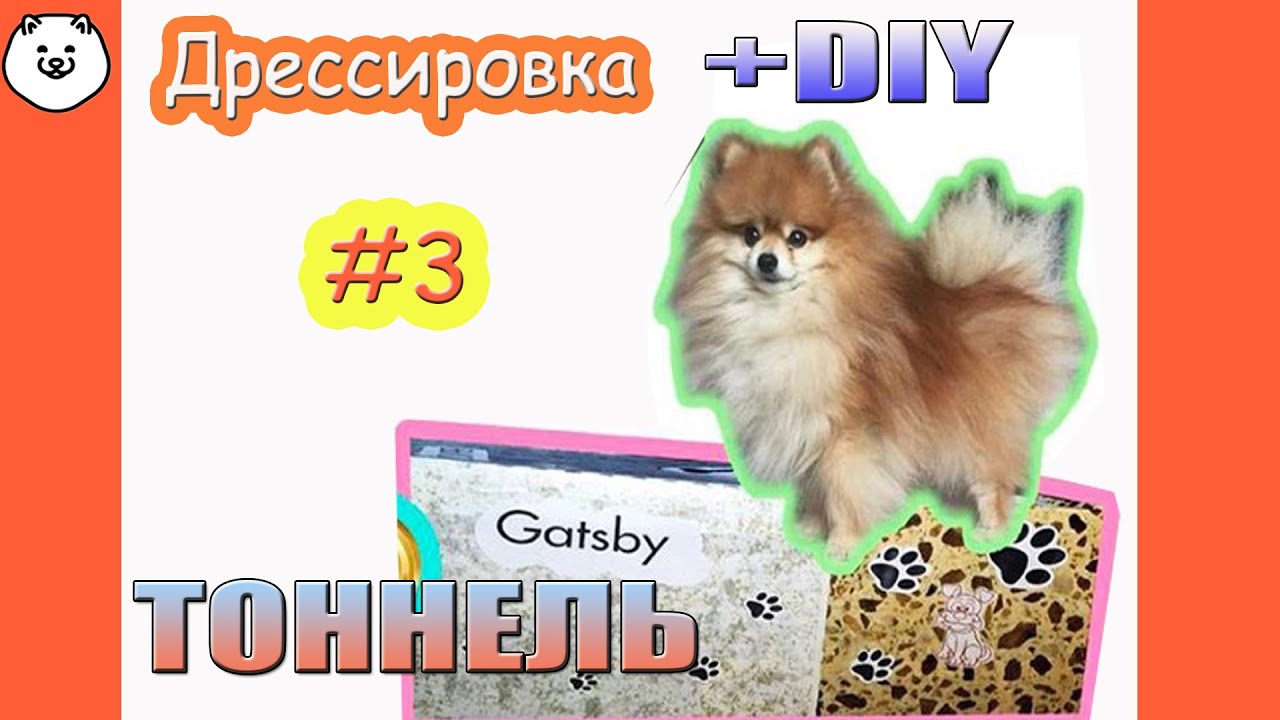 ТОННЕЛЬ ДЛЯ ДРЕССИРОВКИ СОБАК ИЗ КАРТОННОЙ КОРОБКИ смотреть онлайн