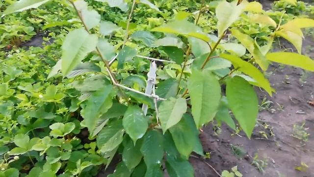 ФОРМИРОВКА KGB/ЧЕРЕШНЯ ИПУТЬ смотреть онлайн