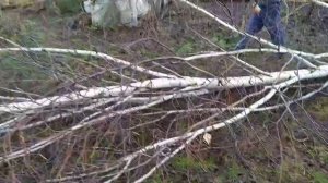 Спилить березу 20 метров.