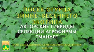 Посев огурцов зимне-весеннего экотипа. Авторские гибриды Агрофирмы Манул!