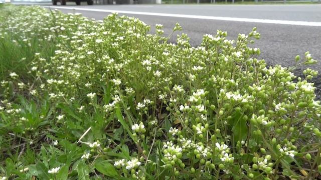 Middel tegen scheurbuik смотреть онлайн