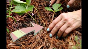 Укройте этим клубнику в сентябре для мощного урожая на следующий год! Чем  укрыть клубнику на зиму?