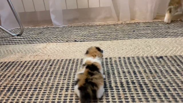 Dropped a little kitten. Reaction of an adult cat. смотреть онлайн
