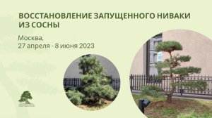 Восстановление запущенного #ниваки из сосны