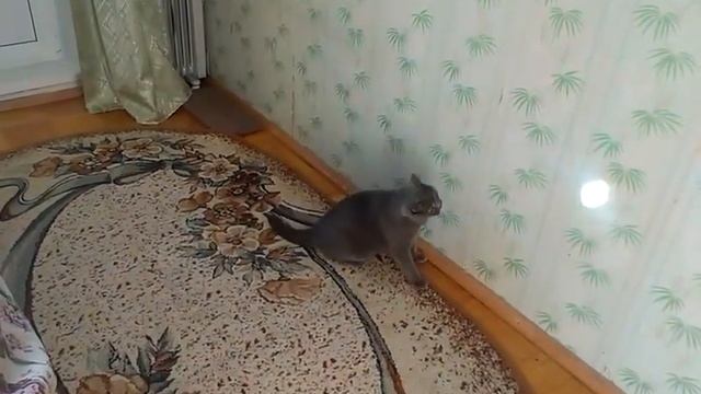 Британский кот носится как безумный! смотреть онлайн