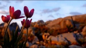 Натали   ЗВЕЗДЫ ПАДАЛИ