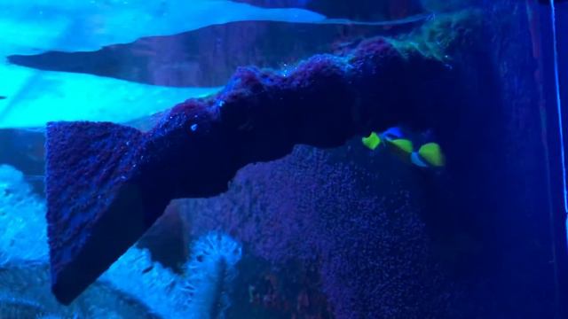 The giant anemone of my reef! смотреть онлайн