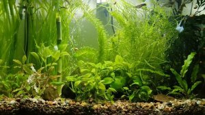 Месяц, после установки пьезокомпрессора.