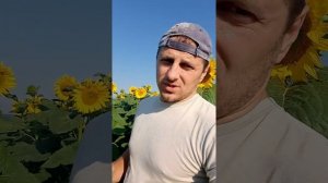 САМЫЙ ХОРОШИЙ  ГИБРИД ПодсолнечниКА МАС92 СР..