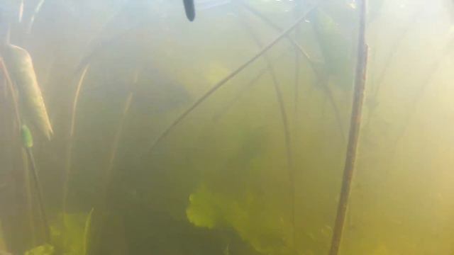 Усманка июнь 2017 г смотреть онлайн