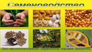 Как получить капустные семена