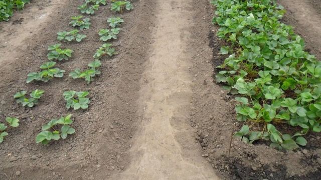 Посадка клубники в октябре 2021 года смотреть онлайн