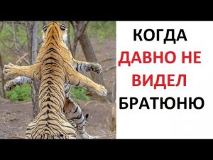 Лютые приколы Когда давно не видел братюню