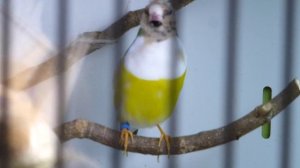 амадина гульда поет