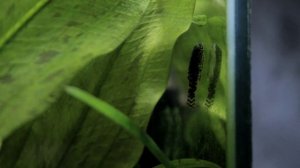 Псевдоскат Севилья (Sewellia lineolata) - запуск и 2 дня спустя.