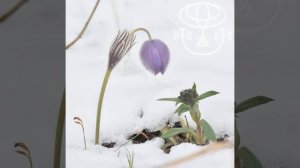 Тойота Селика