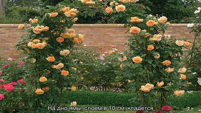 Роза Принцесса Маргарет (Crown Princess Margareta) смотреть онлайн