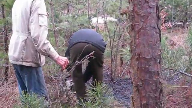 Чистка леса часть 3 смотреть онлайн