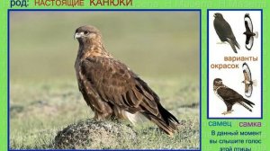 Курганник. Канюк. Голоса птиц