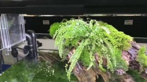 1st place. IWAGUMI vs RYOBOKU. Aquarium Tereza Lazar