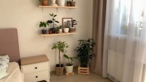 Растения в интерьере, обзор моих комнатных растерий. АВГУСТ ??