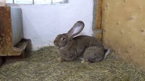 Выбор крольчихи для воспроизводства