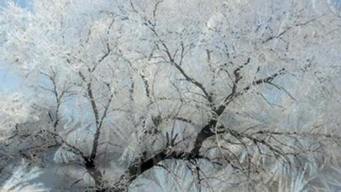 Иней или изморозь