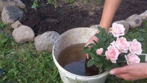 Первый опыт посадки роз. Расширяю клумбу и высаживаю бордюрные розы в грунт.