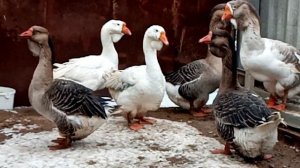 Холмогорские гуси в Уральске.