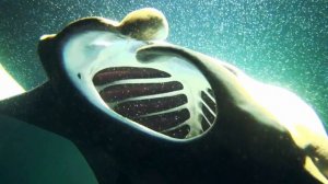 Snorkling with Manta Rays, Kona, Hawaii