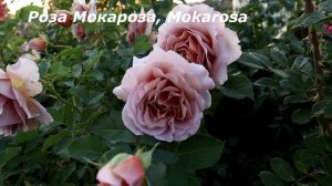 Розы флорибунда - цветут безостановочно. Великолепные цветки, способные украсить любой сад!