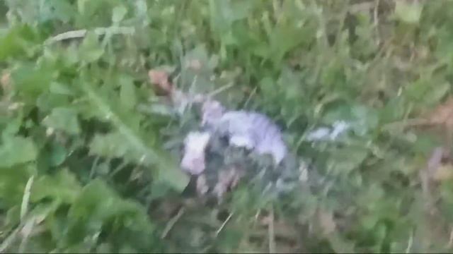 Вот так мы боремся с слизняками. смотреть онлайн