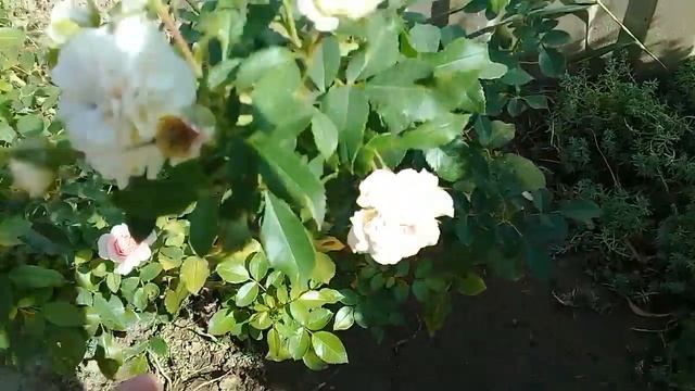 Красные розы ,цветение Розы Ларисы,как нарос куст розы Пьер де ронсар. смотреть онлайн