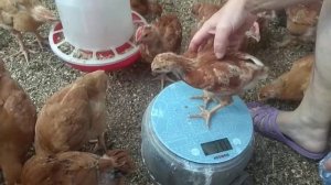 Цыплята Редбро и Ломан Браун в месяц