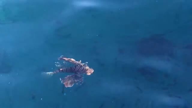 Red sea. Egypt. Крылатка-зебра, рыба-зебра, полосатая крылатка. Красное море. смотреть онлайн