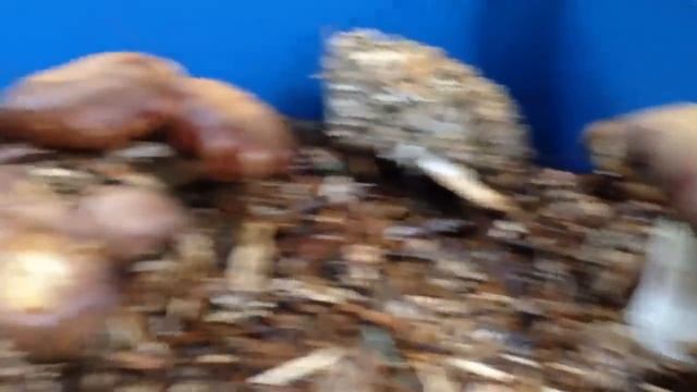 The Garden Giant & "Mycototes" смотреть онлайн