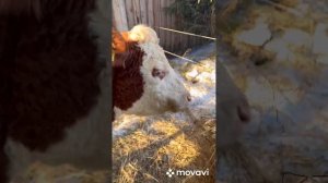 Отъем телят, одномоментный запуск и глистогонка коров #герефорд #коровы #телята #ферма #фермер #рек