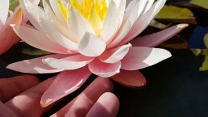 Нимфея Myra (Nymphaea Myra) цветение от 17 июня 2018 г. Нимфея Майра waterlilia.ru купить нимфеи