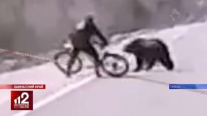 Нападение медведя на велосипедиста   видео