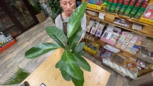 Фикус Бенгальский Рой - любовь с первого взгляда | Один из самых красивых сортов фикуса