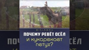 Почему ревет осёл и кукарекает петух?