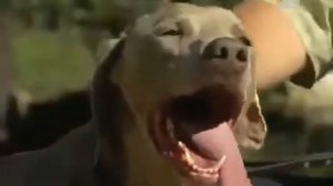 ВЕЙМАРСКАЯ ЛЕГАВАЯ (ВЕЙМАРАНЕР)