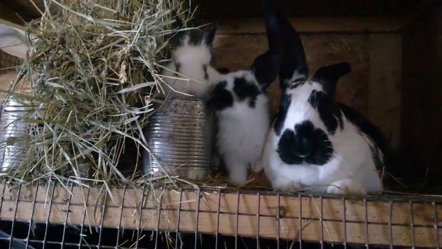 Какие породы кроликов мы разводим. смотреть онлайн