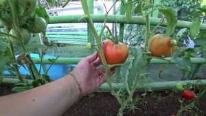 Интересные факты о пользе томатов