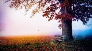 Нежная музыка для души и ЖИЗНИ, а Пение птиц Успокаивает нервную систему.