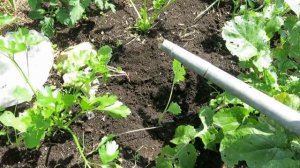 Как вырастить БРЮКВУ / Выращивание брюквы