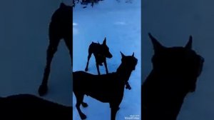 Прогулка с доберманами или 4,5 минуты из жизни человека и 2-х доберманов